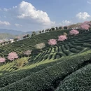 龙岩旅游 缩略图 2