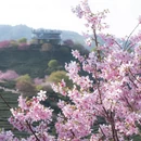 龙岩旅游 缩略图 9