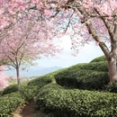龙岩旅游 缩略图 1