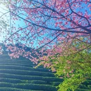 漳州旅游 缩略图 4