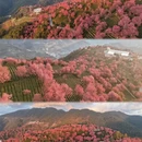 普洱旅游 缩略图 1