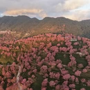 普洱旅游 缩略图 4