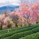 大理州旅游 缩略图 4
