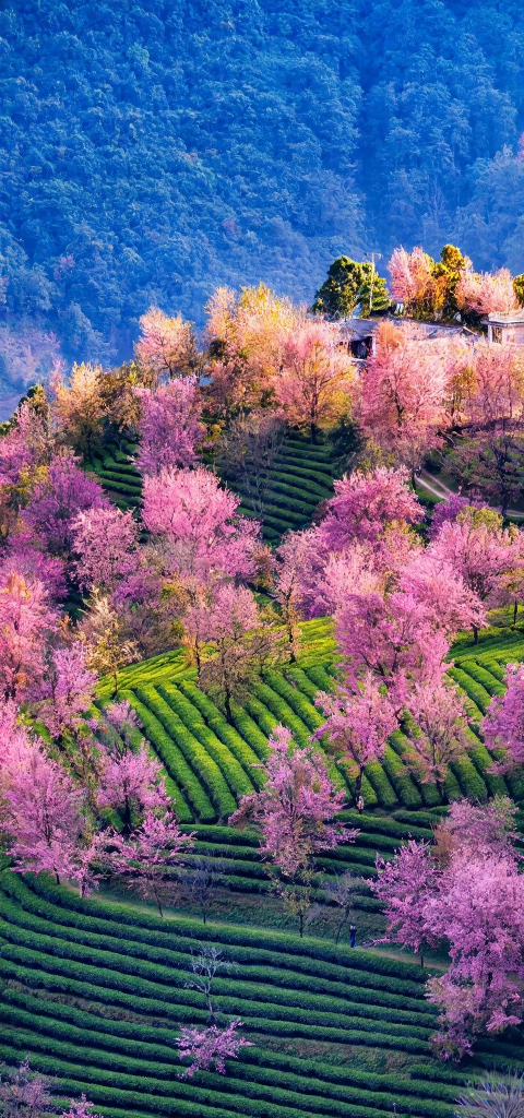 大理州旅游