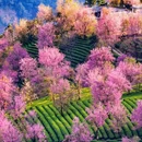 大理州旅游 缩略图 1