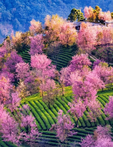 大理州旅游 1