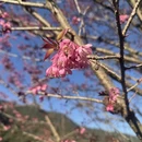 昆明旅游 缩略图 1