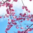 大理州旅游 缩略图 4