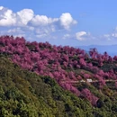 大理州旅游 缩略图 9