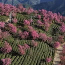 楚雄州旅游 缩略图 2