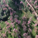 楚雄州旅游 缩略图 6