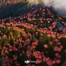 大理州旅游 缩略图 1
