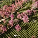 大理州旅游 缩略图 9
