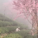 大理州旅游 缩略图 6