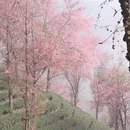 大理州旅游 缩略图 12