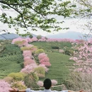 大理州旅游 缩略图 2