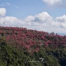 大理州旅游 缩略图 9