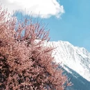 林芝旅游 缩略图 5