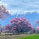 林芝旅游 缩略图 3