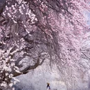 林芝旅游 缩略图 11