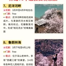 林芝旅游 缩略图 6