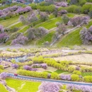 林芝旅游 缩略图 5