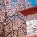 林芝旅游 缩略图 1