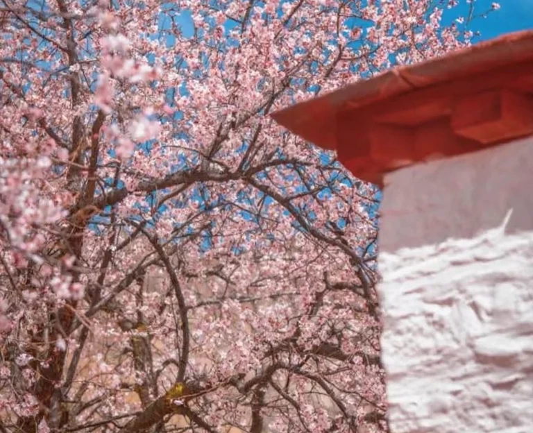 林芝旅游 1