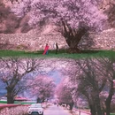 林芝旅游 缩略图 2