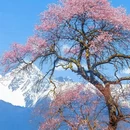 林芝旅游 缩略图 6