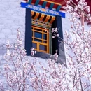 林芝旅游 缩略图 8