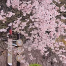 林芝旅游 缩略图 4