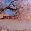 林芝旅游 缩略图 9