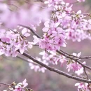 杭州旅游 缩略图 6