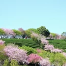 杭州旅游 缩略图 9