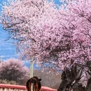 林芝旅游 缩略图 1