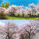 林芝旅游 缩略图 6