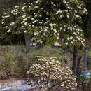 林芝旅游 缩略图 8