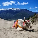林芝旅游 缩略图 7