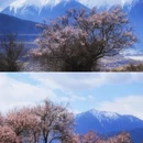 林芝旅游 缩略图 2