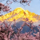 林芝旅游 缩略图 1