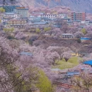 林芝旅游 缩略图 1