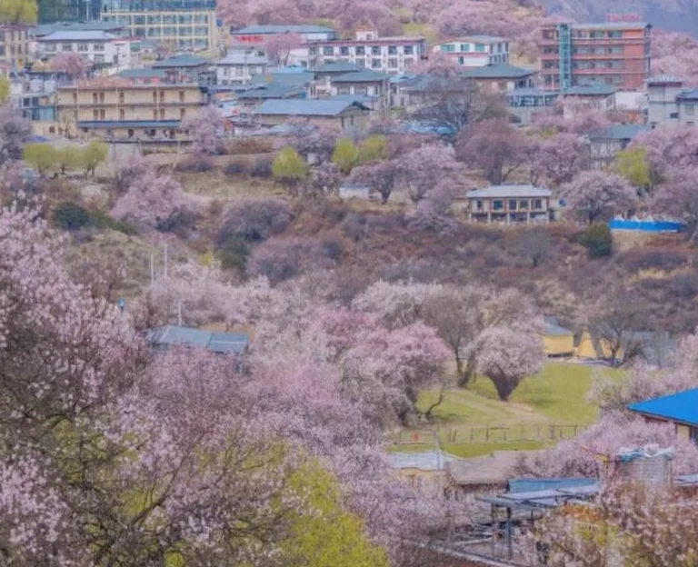 林芝旅游 1