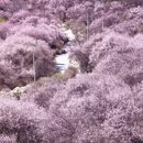 林芝旅游 缩略图 4