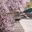 林芝旅游 缩略图 8