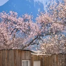 林芝旅游 缩略图 7