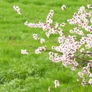 林芝旅游 缩略图 5