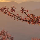 大理州旅游 缩略图 6