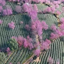 楚雄州旅游 缩略图 1
