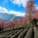 楚雄州旅游 缩略图 2